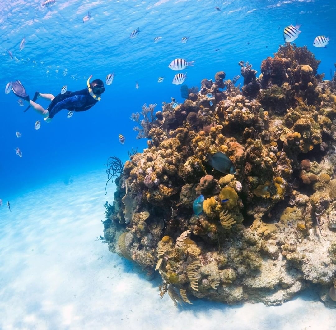 Sloth & Monkey Sanctuary Experience  + Beach Break + Snorkel