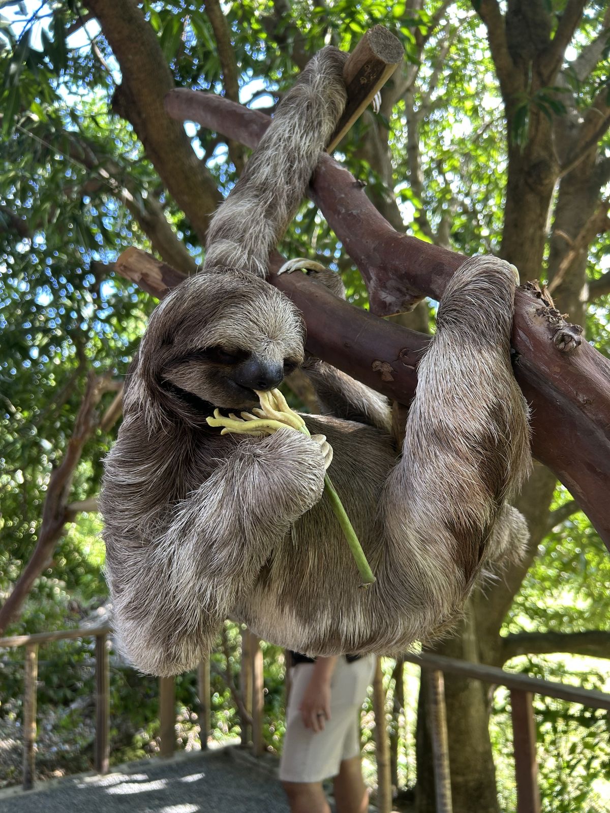 Sloth & Monkey Sanctuary Experience