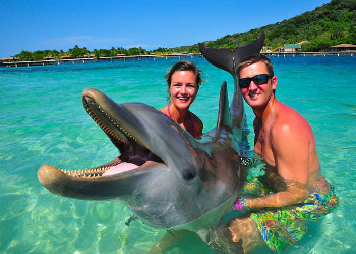 Paquete VIP Dolphin Encounter